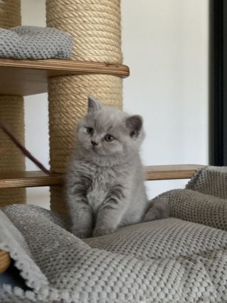 Bkh Kitten mit Stammbaum Champions Vorfahren