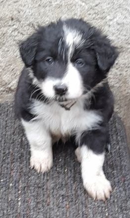 Border Collie Welpen reinrassig