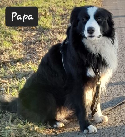 Border Collie Welpen reinrassig