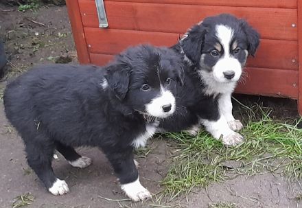 Border Collie Welpen reinrassig