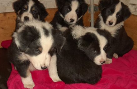 Border Collie Welpen reinrassig