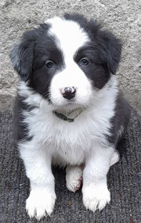 Border Collie Welpen reinrassig