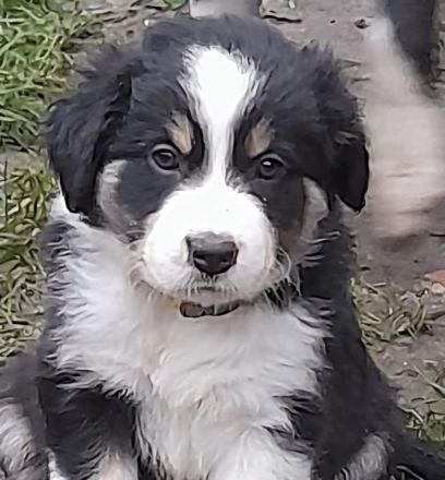Border Collie Welpen reinrassig