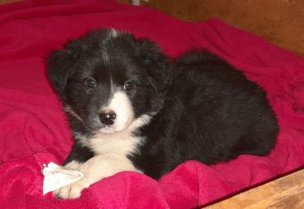 Border Collie Welpen reinrassig