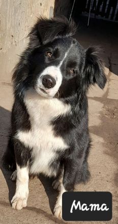 Border Collie Welpen reinrassig
