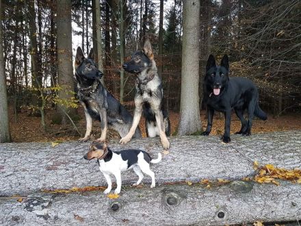 von der Schwertfellnerfarm