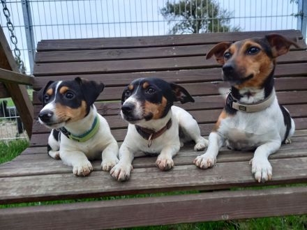 von der Schwertfellnerfarm