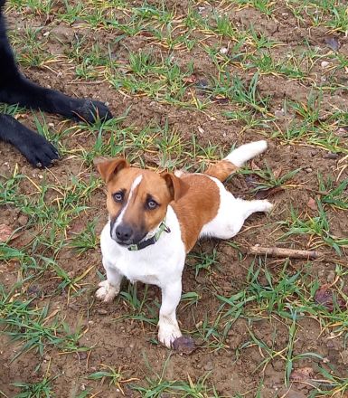 von der Schwertfellnerfarm