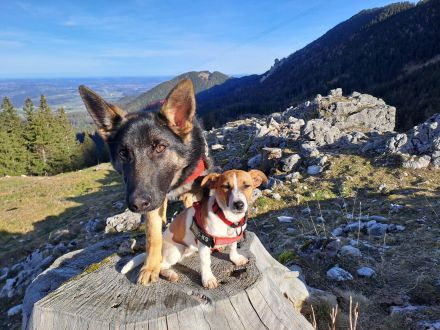 von der Schwertfellnerfarm