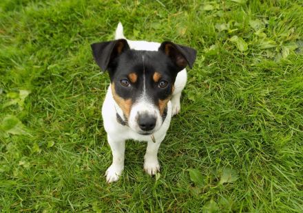 von der Schwertfellnerfarm