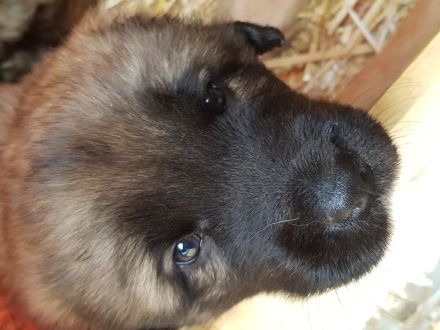 4 Leonberger Welpen "Mädchen" Abzugeben