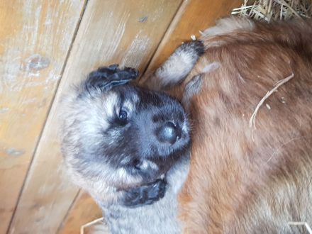 4 Leonberger Welpen "Mädchen" Abzugeben