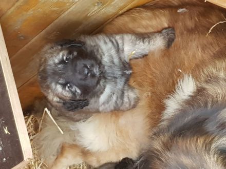 4 Leonberger Welpen "Mädchen" Abzugeben