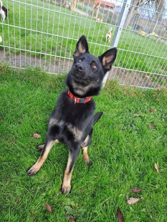 von der Schwertfellnerfarm