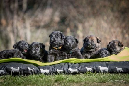 von der Schwertfellnerfarm