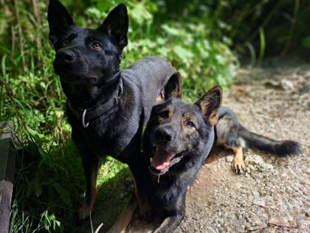 von der Schwertfellnerfarm