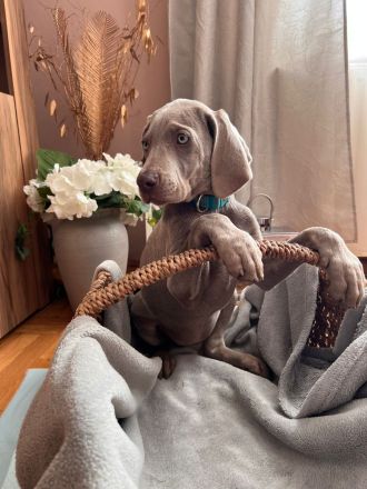 Weimaraner