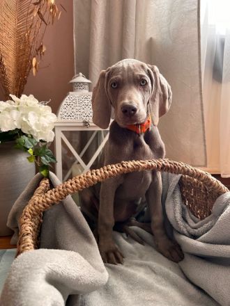 Weimaraner