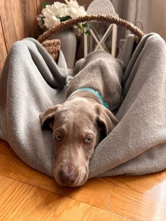 Weimaraner