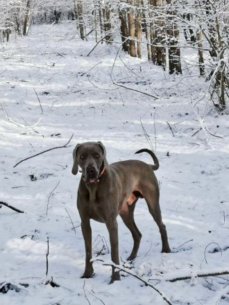 Weimaraner