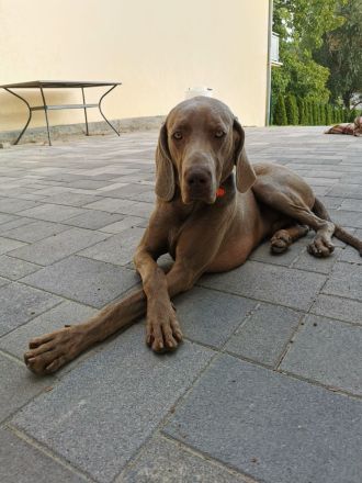 Weimaraner