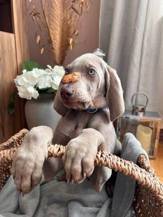 Weimaraner