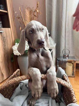 Weimaraner