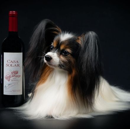 Papillon Rüden Welpe - Austellungsklasse von