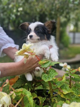 Papillon Rüden Welpe - Austellungsklasse von