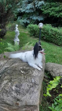 Papillon Rüden Welpe - Austellungsklasse von