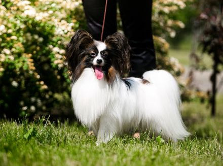 Papillon Rüden Welpe - Austellungsklasse von