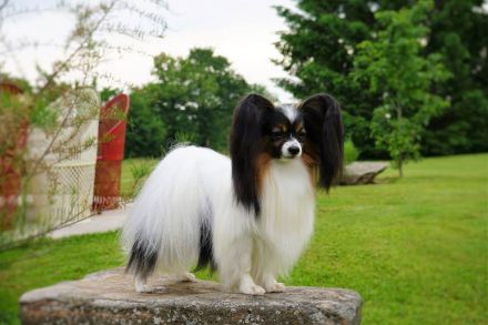 Papillon Rüden Welpe - Austellungsklasse von