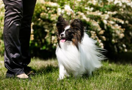Papillon Rüden Welpe - Austellungsklasse von