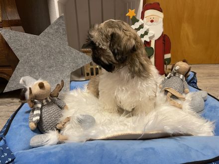 ShihTzu Welpen Hündin/Rüde