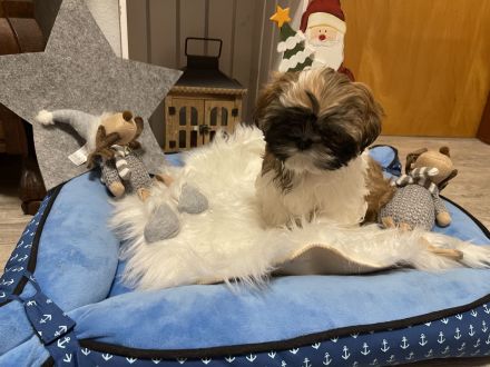 ShihTzu Welpen Hündin/Rüde