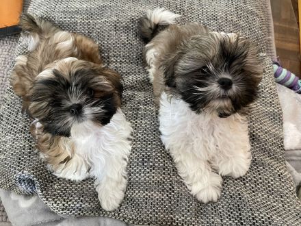 ShihTzu Welpen Hündin/Rüde