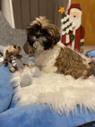 ShihTzu Welpen Hündin/Rüde