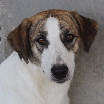 Mariela, geb. ca. 02/2022, lebt in GRIECHENLAND, im städt. Tierheim Serres