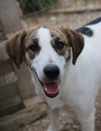 Mariela, geb. ca. 02/2022, lebt in GRIECHENLAND, im städt. Tierheim Serres