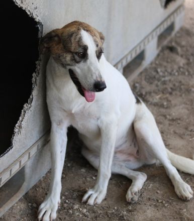 Mariela, geb. ca. 02/2022, lebt in GRIECHENLAND, im städt. Tierheim Serres