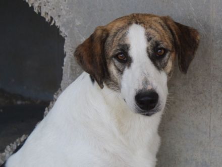 Mariela, geb. ca. 02/2022, lebt in GRIECHENLAND, im städt. Tierheim Serres