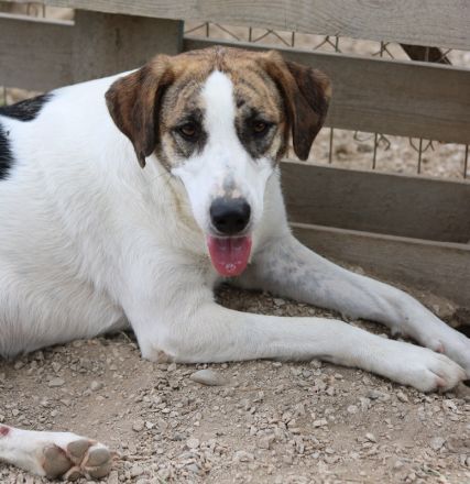Mariela, geb. ca. 02/2022, lebt in GRIECHENLAND, im städt. Tierheim Serres