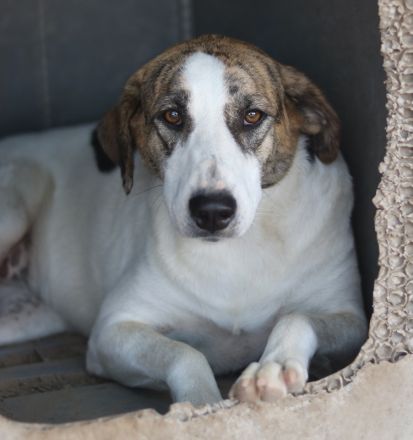 Mariela, geb. ca. 02/2022, lebt in GRIECHENLAND, im städt. Tierheim Serres