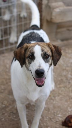 Mariela, geb. ca. 02/2022, lebt in GRIECHENLAND, im städt. Tierheim Serres