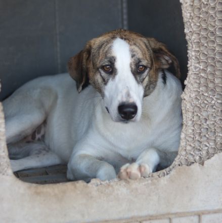 Mariela, geb. ca. 02/2022, lebt in GRIECHENLAND, im städt. Tierheim Serres