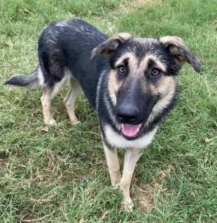 Minu, geb. ca. 09/2022, lebt in GRIECHENLAND, im städt. Tierheim Serres