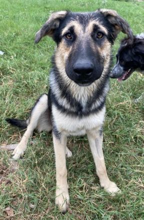 Minu, geb. ca. 09/2022, lebt in GRIECHENLAND, im städt. Tierheim Serres