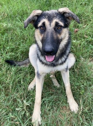 Minu, geb. ca. 09/2022, lebt in GRIECHENLAND, im städt. Tierheim Serres