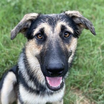 Minu, geb. ca. 09/2022, lebt in GRIECHENLAND, im städt. Tierheim Serres