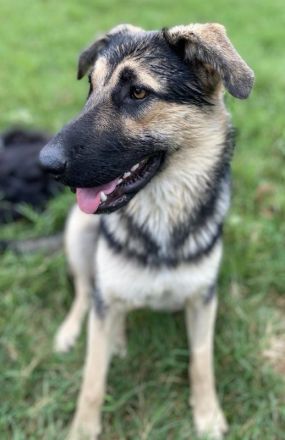 Minu, geb. ca. 09/2022, lebt in GRIECHENLAND, im städt. Tierheim Serres